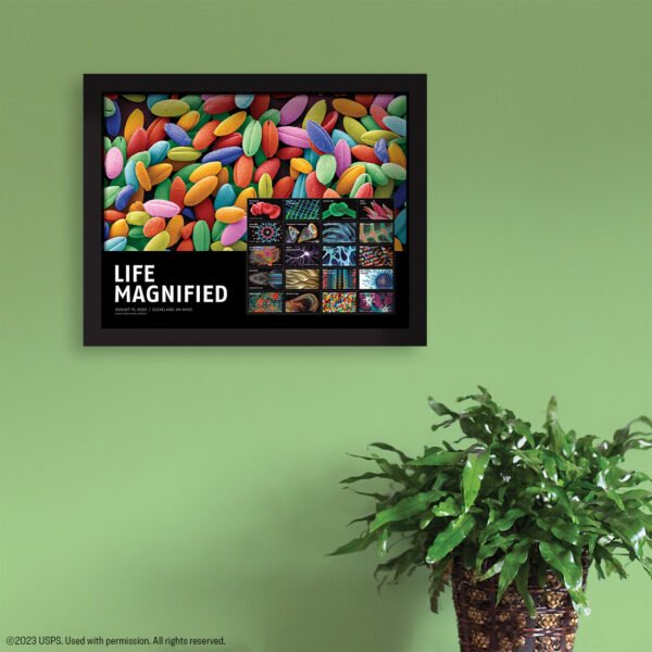 Life Magnified Stamps 2023